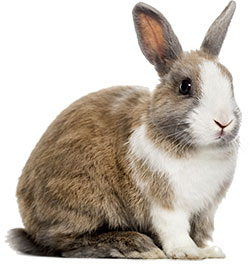 1-rabbit-tan-silo-sm 1-rabbit-tan-silo-sm